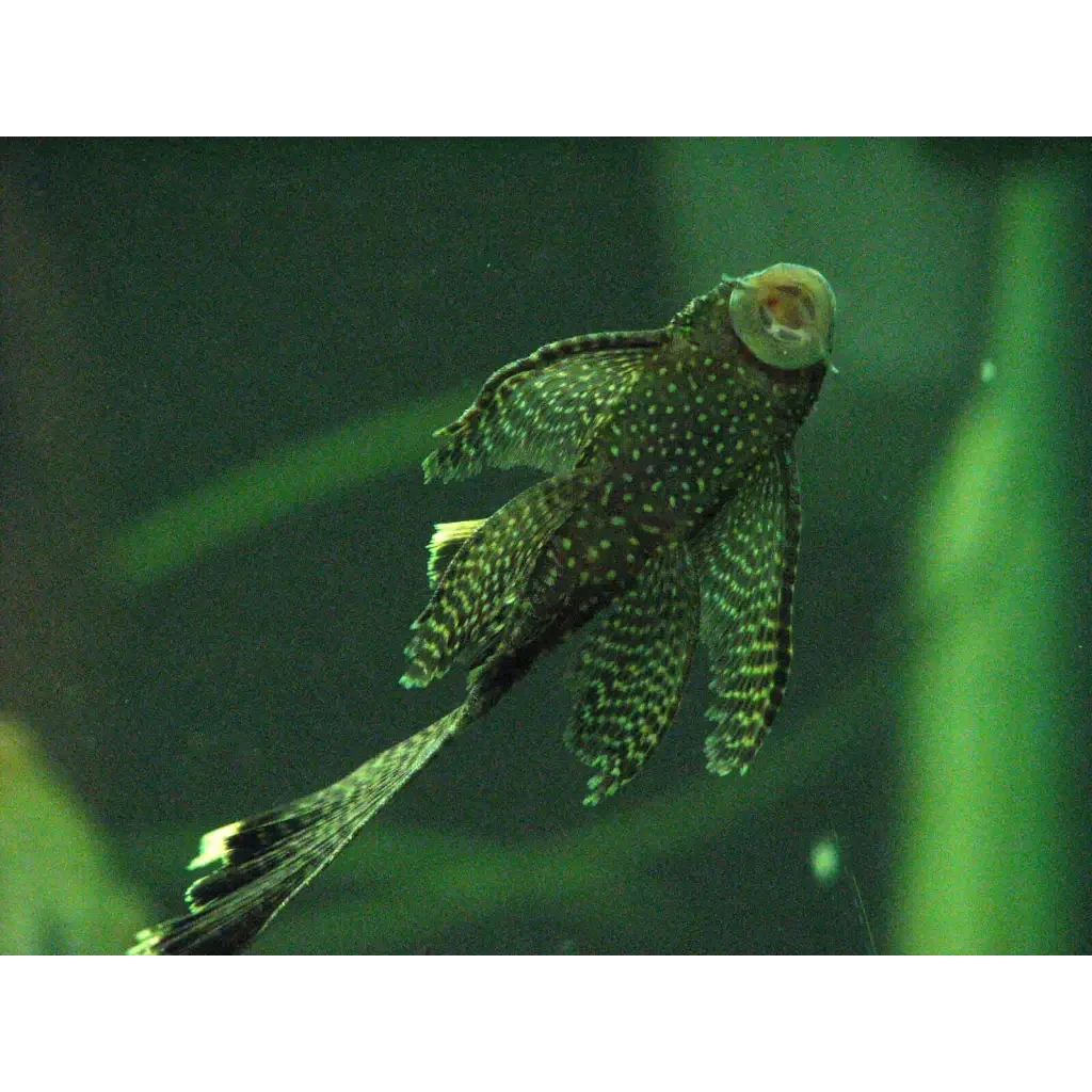 Bristlenose pleco fish.