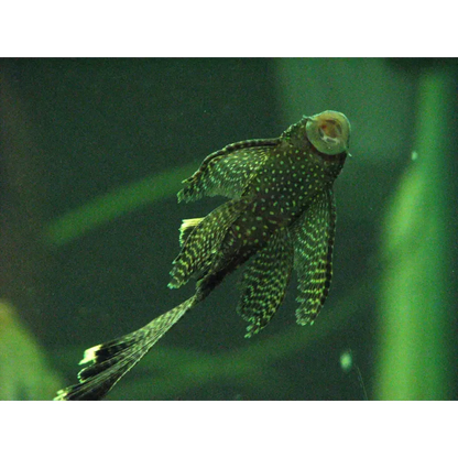 Bristlenose pleco fish.
