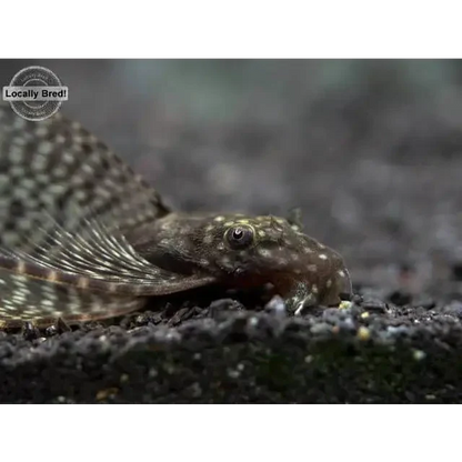 Spotted brown pleco.