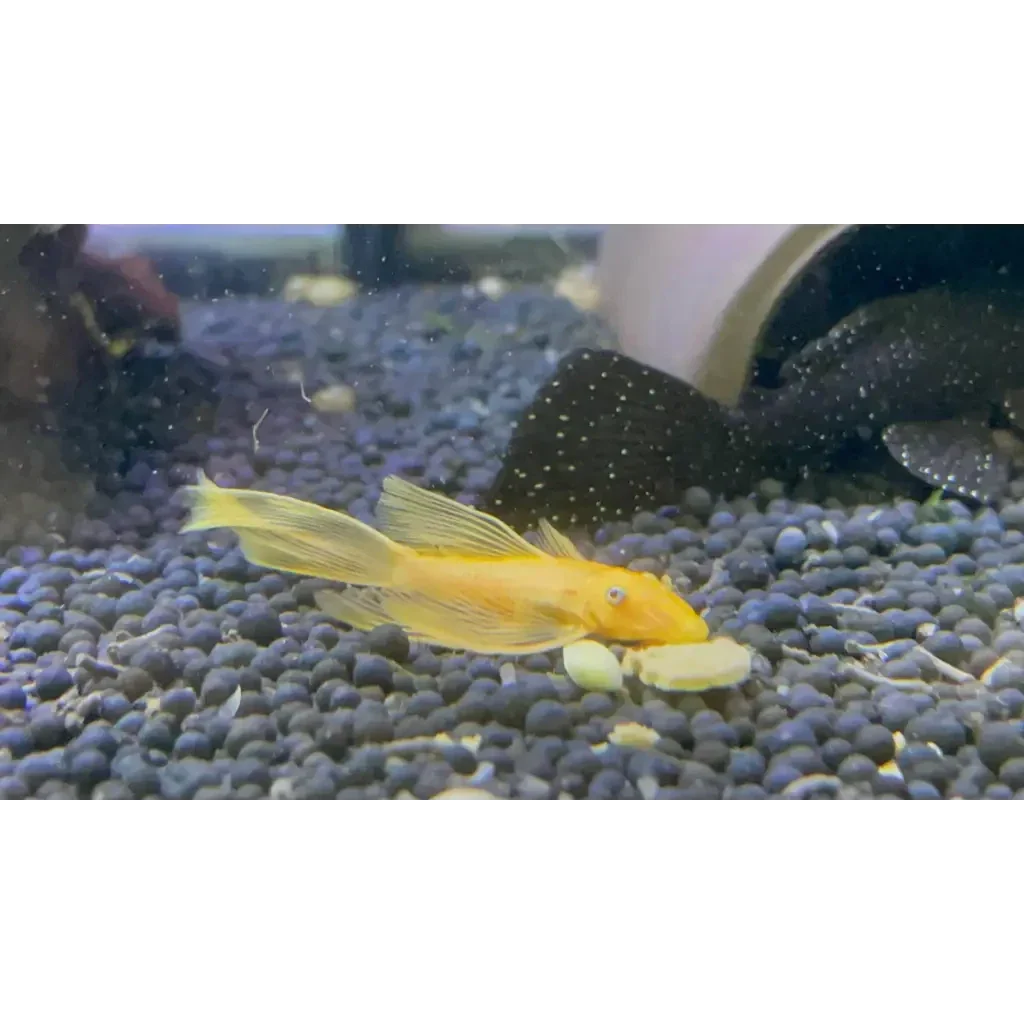 Golden bristlenose pleco.