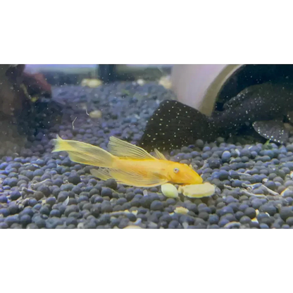 Golden bristlenose pleco.
