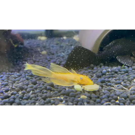 Golden bristlenose pleco.