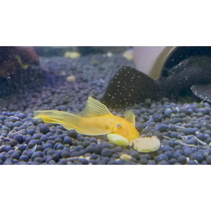 Golden fish eating.
