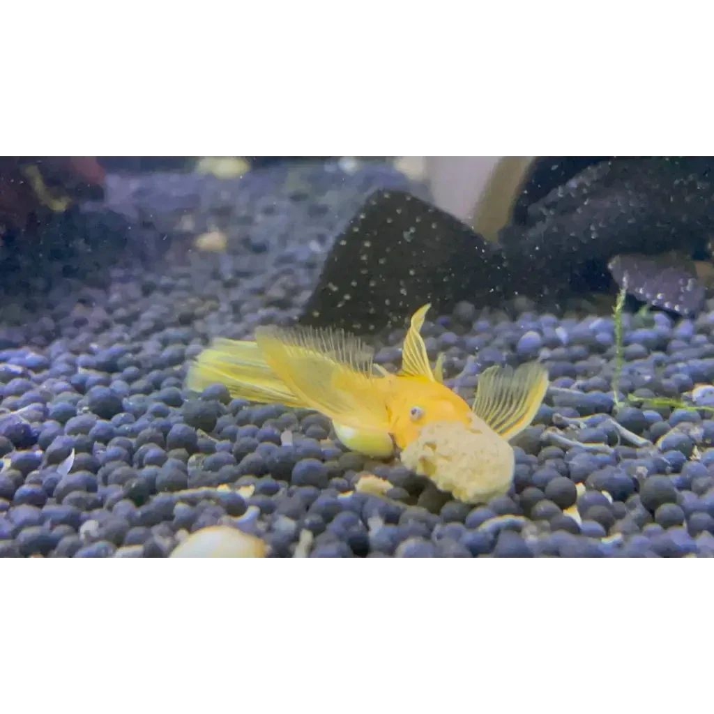 Yellow bristlenose pleco.