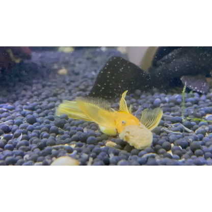 Yellow bristlenose pleco.