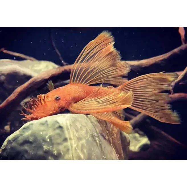 Orange bristlenose pleco.