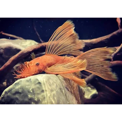 Orange bristlenose pleco.