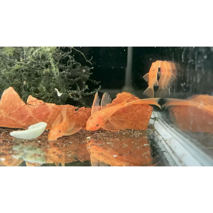 Orange bristlenose plecos in aquarium.