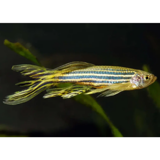 Striped zebrafish.