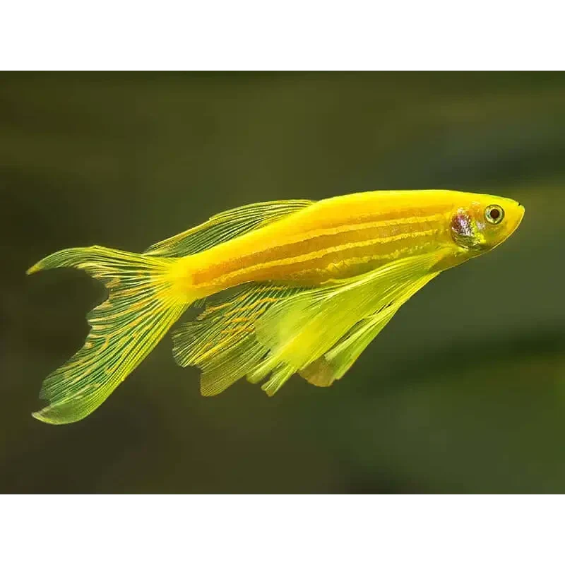 Golden zebra danio fish.