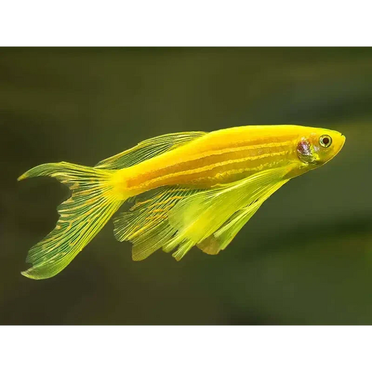 Golden zebra danio fish.