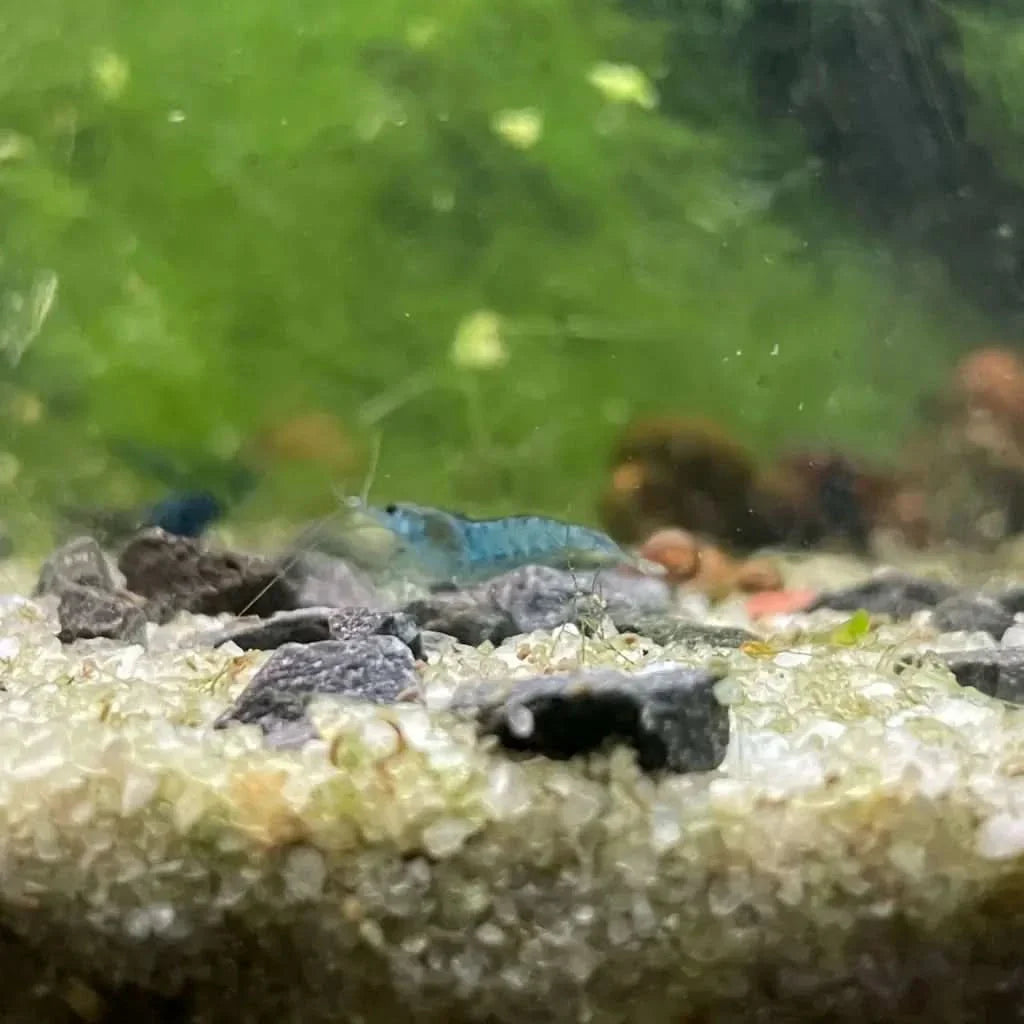 Blue shrimp on gravel.
