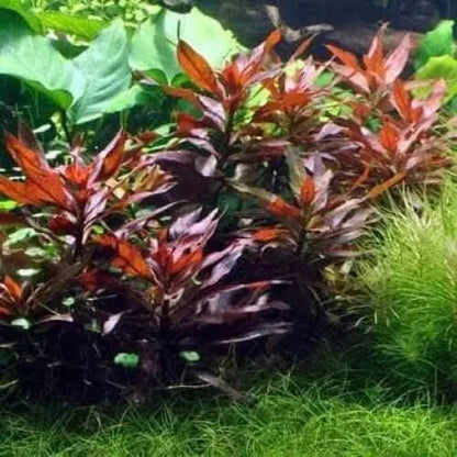 Red aquatic plants.