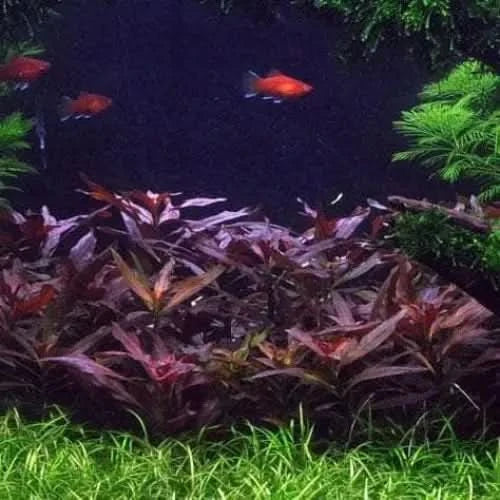 Aquarium with red fish and plants.