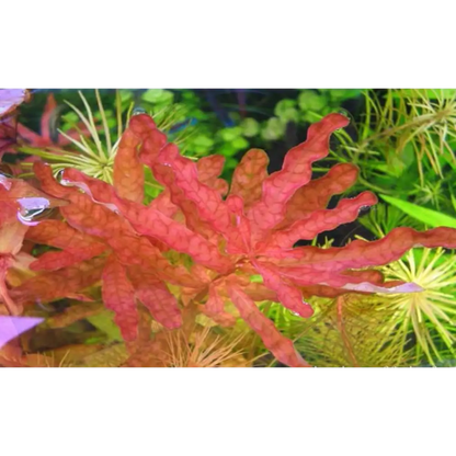 Vibrant red, leafy aquatic plant with intricate veining and wavy edges.