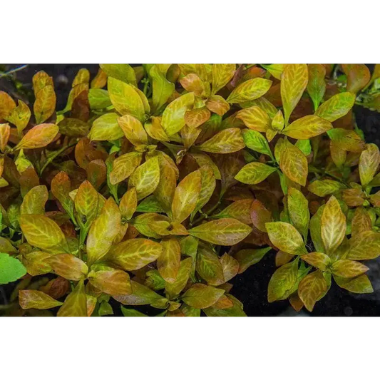 Golden-hued aquatic plant.