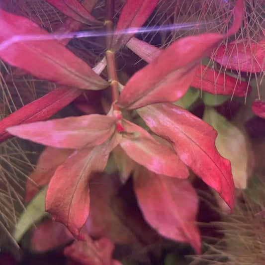 Red leafy plant with glossy texture and vibrant color.