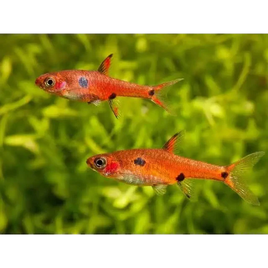 Two bright red harlequin rasbora fish.