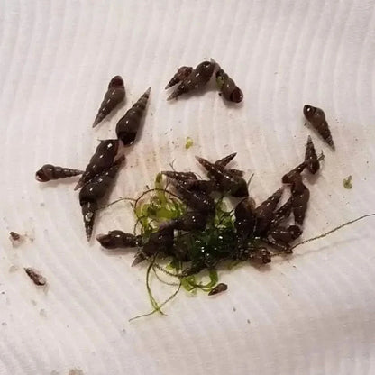 Group of dark brown snails.