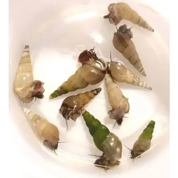 Group of snails with conical shells.