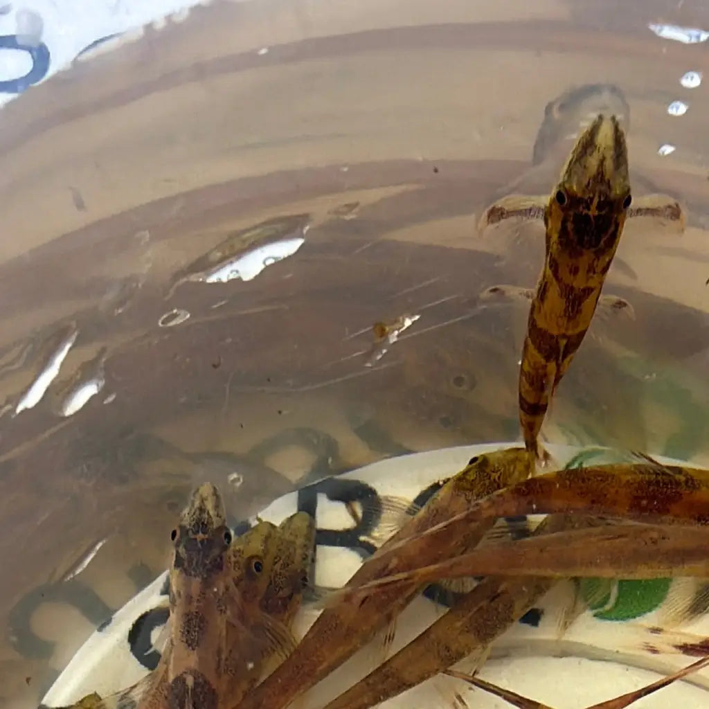 A group of small, slender fish with mottled brown and yellow patterns swim in murky water.