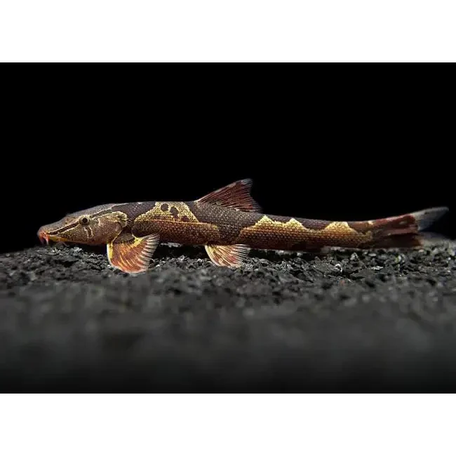 Brown and tan patterned fish.