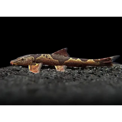Brown and tan patterned fish.