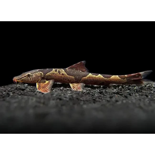 Brown and tan patterned fish.