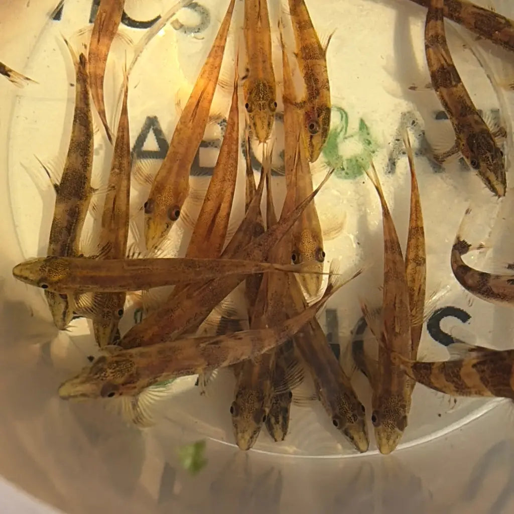 A group of slender, elongated fish with brown and tan mottled patterns swimming in a clear plastic container.
