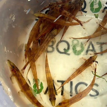 A group of slender, translucent brown fish with dark markings and delicate fins swim in a clear plastic container.