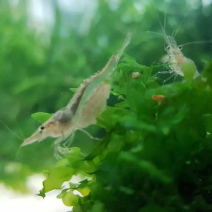 Pregnant Amano shrimp.