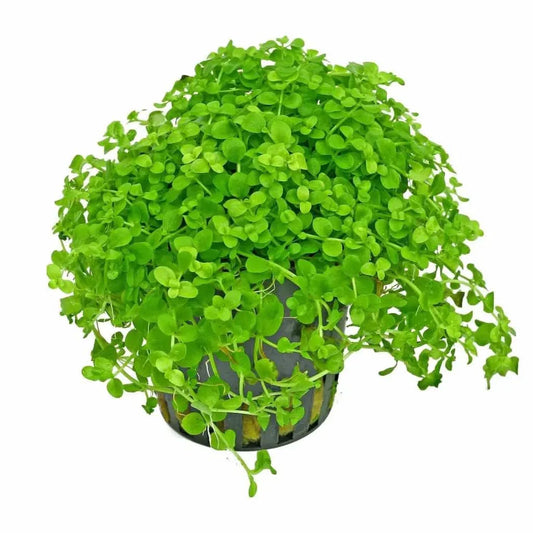 Bright green aquatic plant in a black pot.