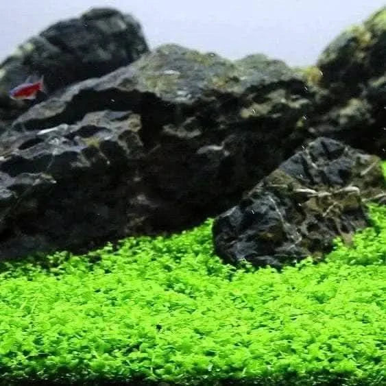 Aquarium with rocks and green plants.