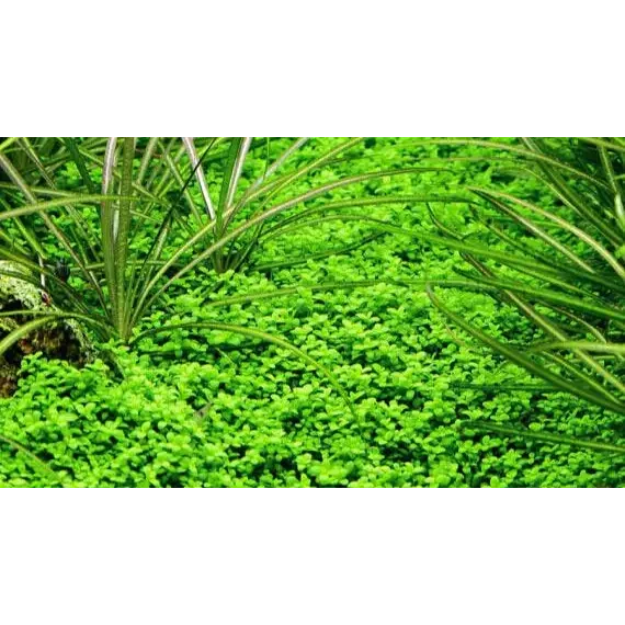 Lush green aquatic plants.