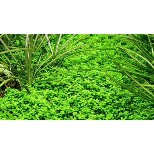 Lush green aquatic plants.
