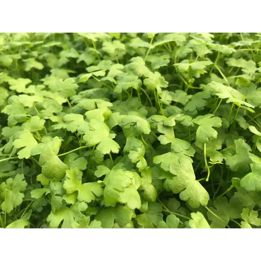 Lush green cilantro leaves.
