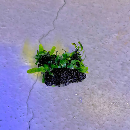 Mini Java Fern on Black lava rock