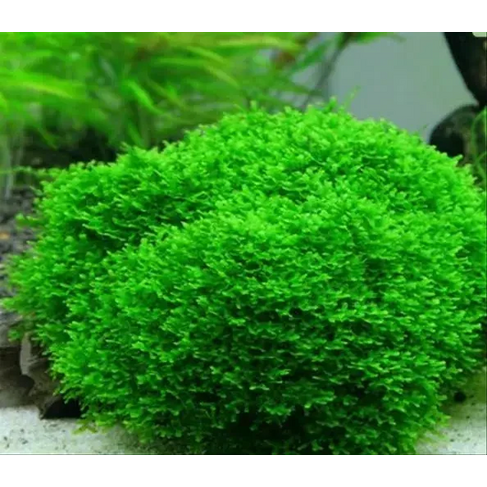 Bright green aquatic moss.