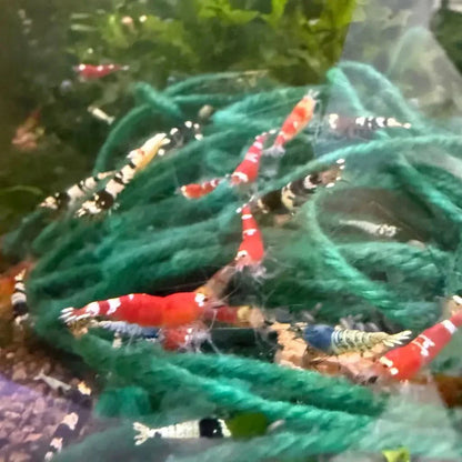 Aquarium shrimp on green rope.