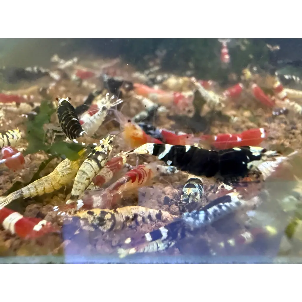 Colorful aquarium shrimp.