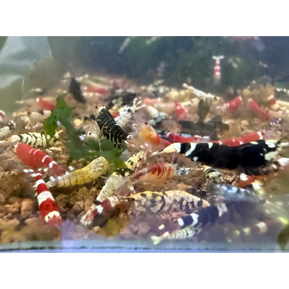 Colorful shrimp colony.