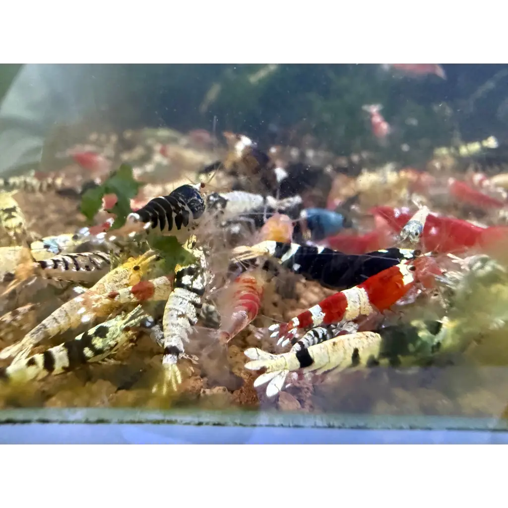 Aquarium shrimp of various colors.