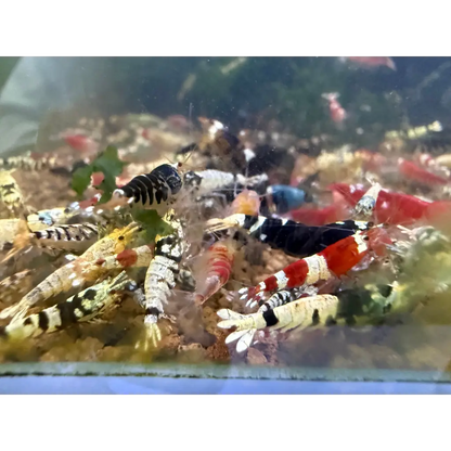 Aquarium shrimp of various colors.