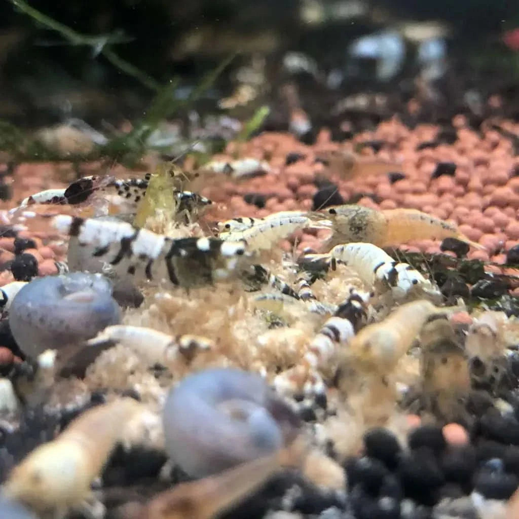 Aquarium shrimp and snails.
