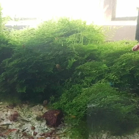 Lush green aquatic moss.
