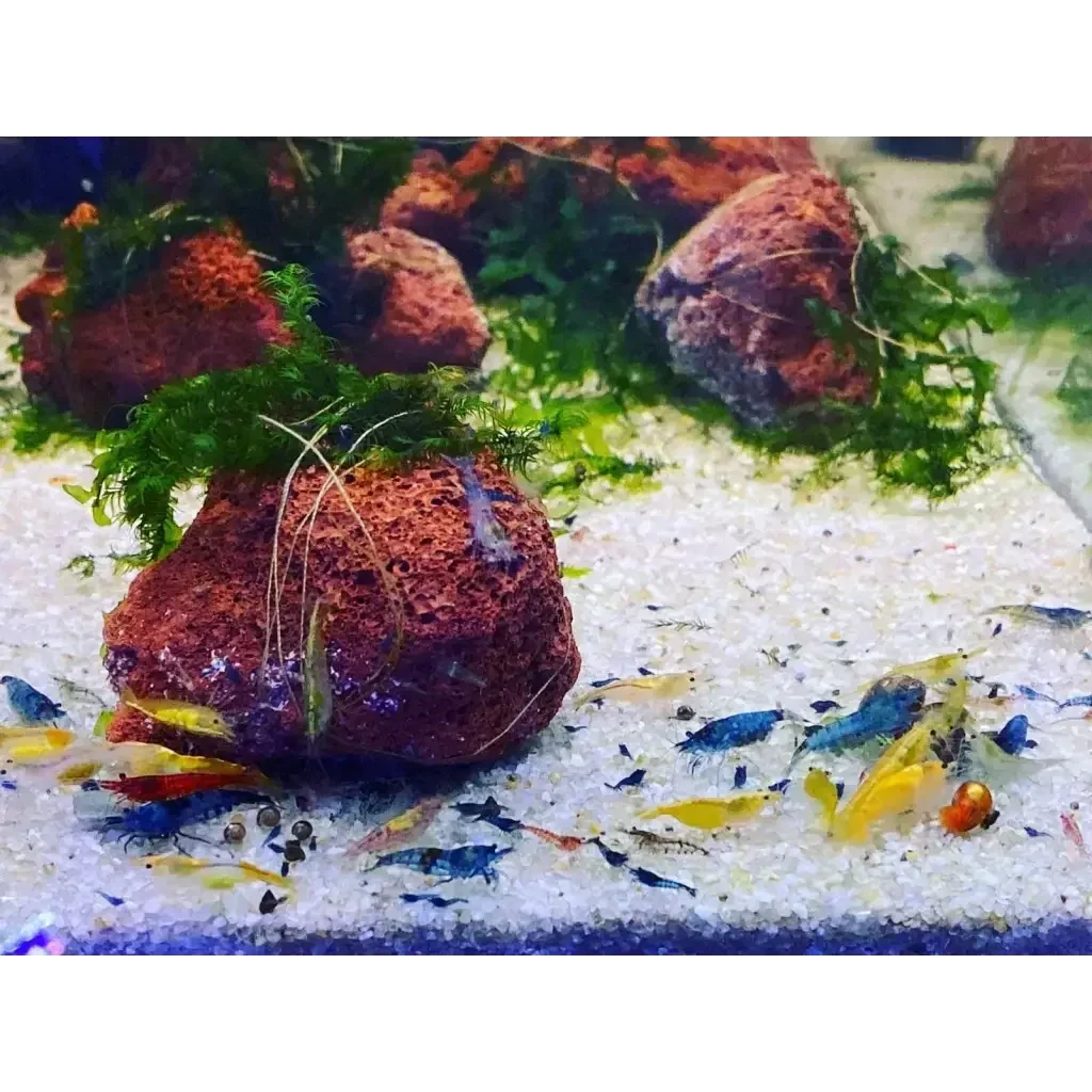 Aquarium with colorful shrimp.