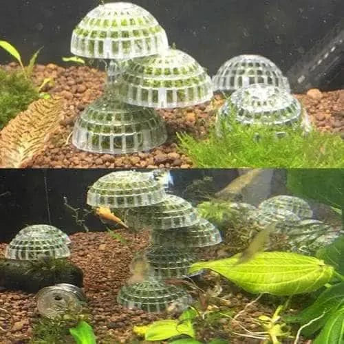 Aquarium moss domes.