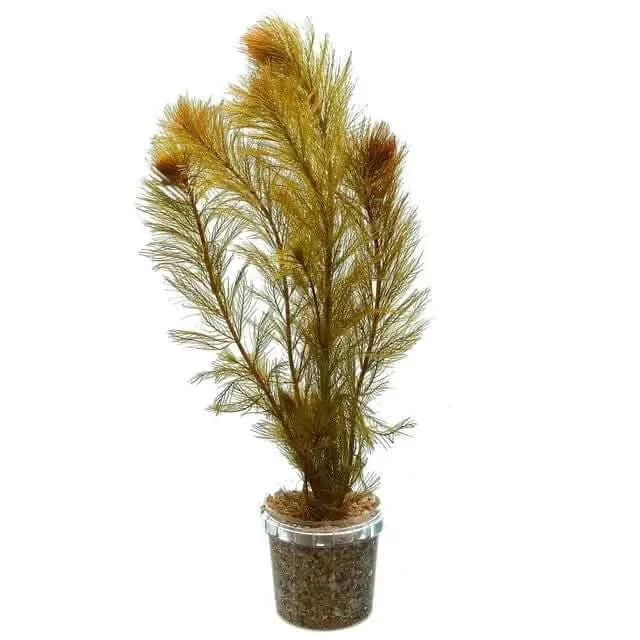 Artificial aquarium plant with feathery, golden-brown foliage in a clear pot.
