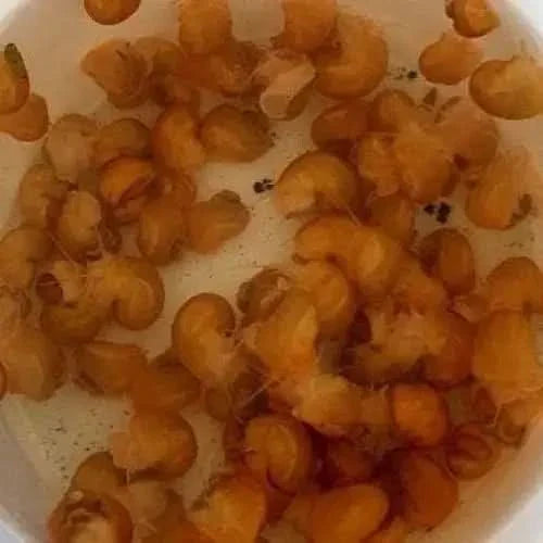 Pile of cooked pasta shells.