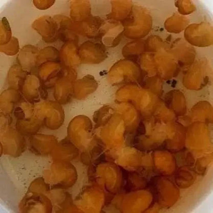 Pile of cooked pasta shells.